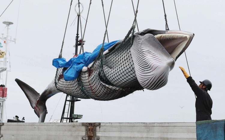 caza ballenas japon