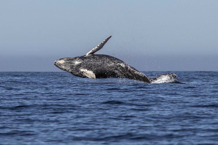 Japón regresa a la caza comercial de ballenas