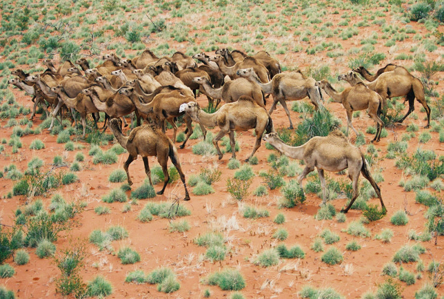 En Australia sacrificarán a 10,000 camellos