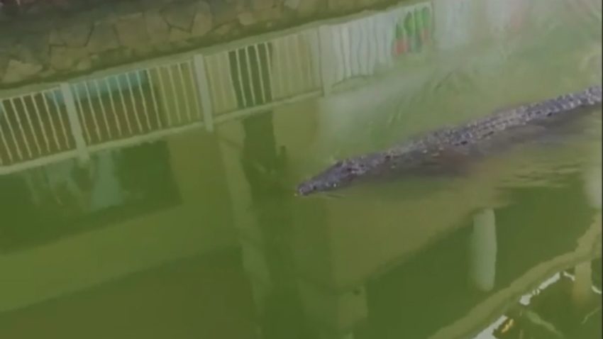 México. En la concurrida Plaza La Isla, de Cancún, Quintana Roo, fue captado un cocodrilo dentro del canal de este lugar.