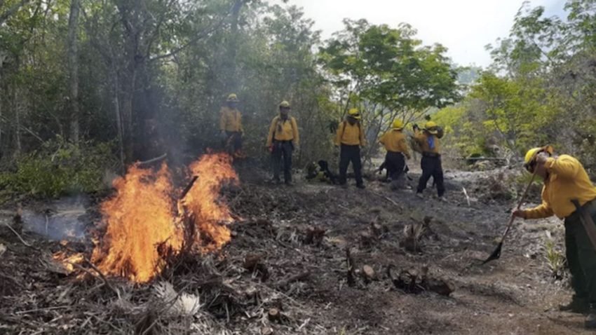 Conafor Reporta 50 Incendios Forestales Activos En 12 Entidades Del País Radio Turquesa Noticias 8598